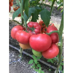 Домати Пинк Ай ди F1 ( Pink ID )
