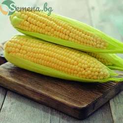 Царевица Голден Бантам ( Golden Bantam )