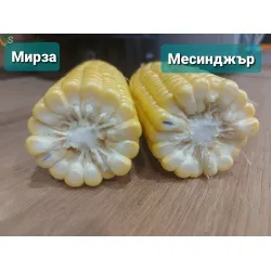 Царевица Мирза F1 / Mirza F1 /