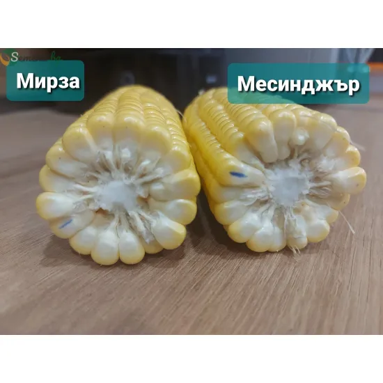 Царевица Мирза F1 / Mirza F1 /
