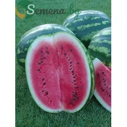 Дини Кримсон суит ( Crimson sweet ) Agri