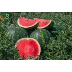 Дини Мирто F1 / Mirto F1 /