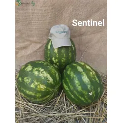 Дини Сентинел F1 / Sentinel F1 /