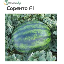 Дини Соренто F1 ( Sorento F1 )