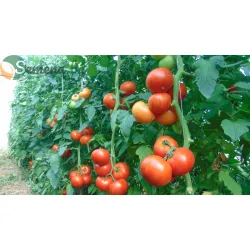 Домати 7021 F1