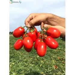 Домати Инципит F1 / Incipit F1 /
