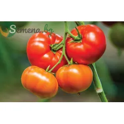 Домати Биг Биф Плюс F1 / Big Beef Plus F1 / SVTH3438 F1/