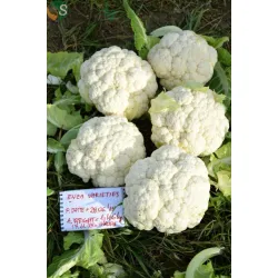 Карфиол Креник F1 / Crenique F1 /