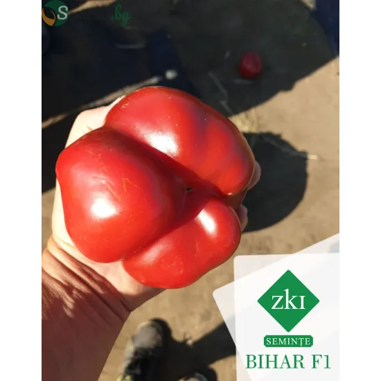 Пипер Бихар F1 ( Bihar F1 )