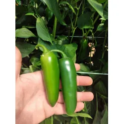 Пипер Халапено 143-142 F1 / Jalapeno 143-142 F1 /