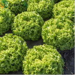 Салата Голдорак / Goldorac /