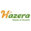 Hazera