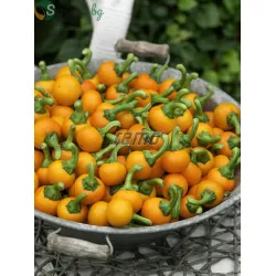 Пипер Orange Koral