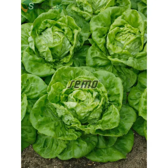 САЛАТА BREMEX – висока продуктивност и устойчивост