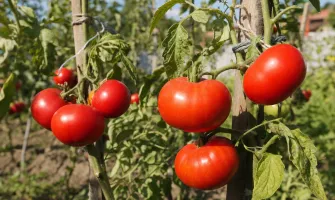 Домати Наслада – описание на сорта, вкус и мнения
