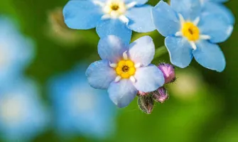 Незабравка — сеитба и отглеждане: защо юли и август са точният момент