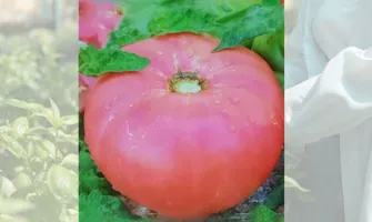 Домати 
