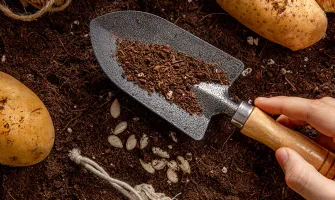 Кога се сеят картофите - Полезни съвети и дати