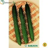 Краставици Тести грийн F1 ( Tasty green F1 )- 20 семена